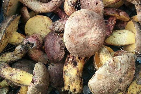 牛肝菌可以和紫菜一起吃嗎 牛肝菌可以和紫菜一起吃嗎