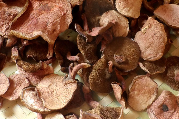 紅乳牛肝菌需要焯水嗎 紅乳牛肝菌需要焯水嗎