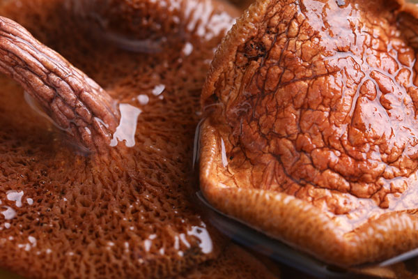 干品紅乳牛肝菌難泡發(fā)嗎 干品紅乳牛肝菌難泡發(fā)嗎