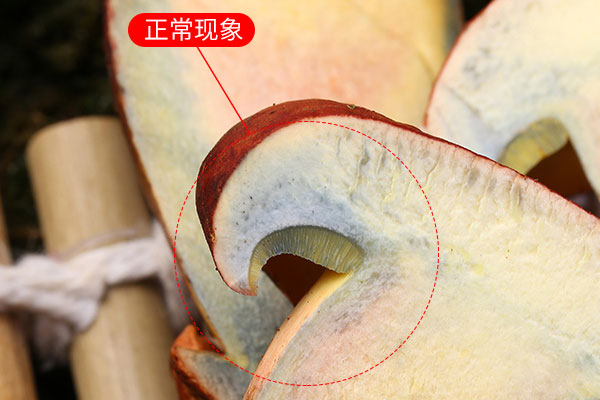 牛肝菌切開(kāi)根部發(fā)綠可以吃嗎 牛肝菌切開(kāi)根部發(fā)綠可以吃嗎