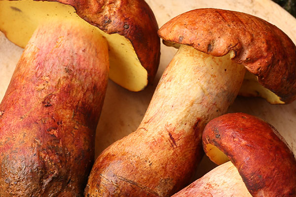 新鮮牛肝菌什么味道 新鮮牛肝菌什么味道