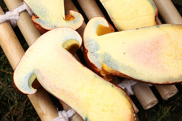 生吃牛肝菌有哪些后果 生吃牛肝菌有哪些后果