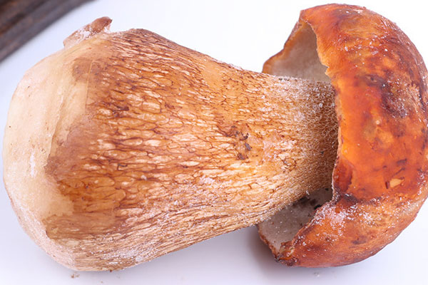 牛肝菌燉雞湯可以放番茄嗎 牛肝菌燉雞湯可以放番茄嗎