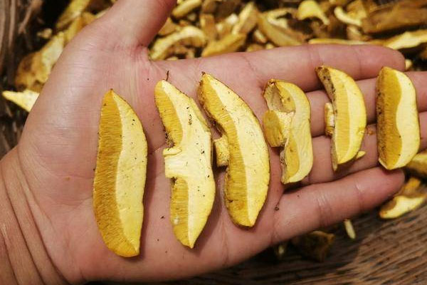 牛肝菌沒(méi)熟能吃嗎 牛肝菌沒(méi)熟能吃嗎