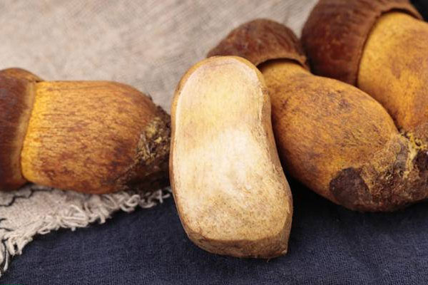 牛肝菌能和腐竹一起吃嗎 牛肝菌能和腐竹一起吃嗎