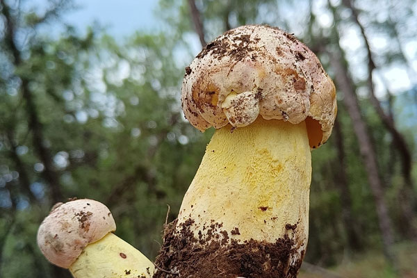 炒牛肝菌能放雞精嗎 炒牛肝菌能放雞精嗎