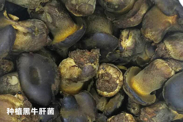 人工種植的牛肝菌有多少種 人工種植的牛肝菌有多少種