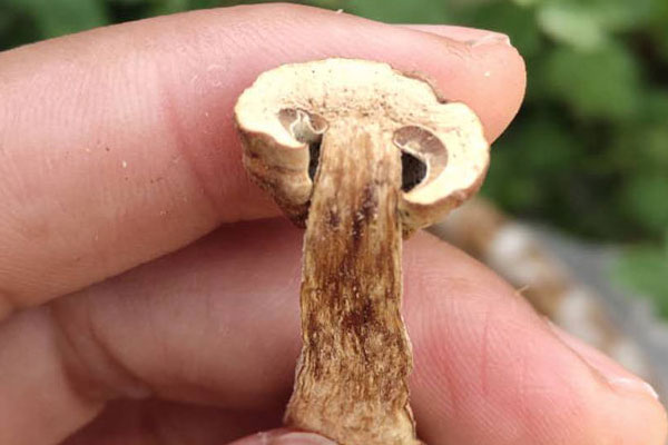 牛肝菌是不是蔬菜 牛肝菌是不是蔬菜