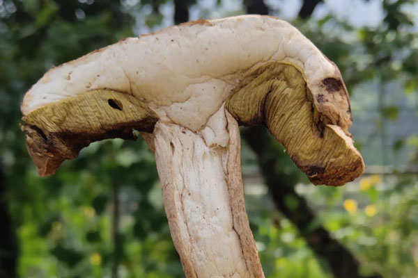 牛肝菌好消化嗎 牛肝菌好消化嗎