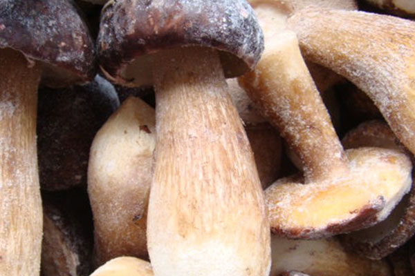 吃了過期的牛肝菌會怎樣 吃了過期的牛肝菌會怎樣