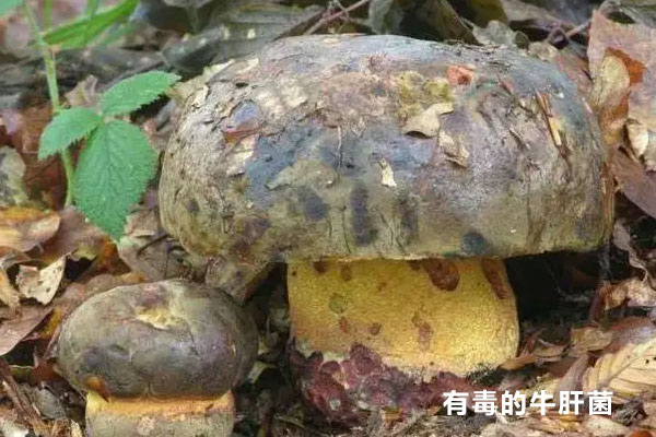 有毒的牛肝菌多嗎 有毒的牛肝菌多嗎