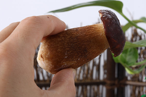 牛肝菌內(nèi)部褐色是不是壞了 牛肝菌內(nèi)部褐色是不是壞了