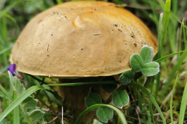 牛肝菌可以水煮去毒嗎 牛肝菌可以水煮去毒嗎