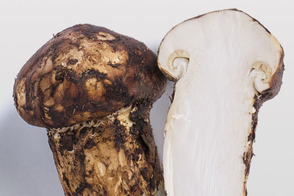 松茸開(kāi)傘程度和營(yíng)養(yǎng)有關(guān)系嗎 松茸開(kāi)傘程度和營(yíng)養(yǎng)有關(guān)系嗎