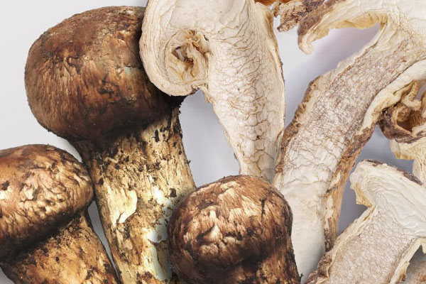 松茸喜歡長(zhǎng)在什么坡度