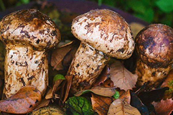 新鮮松茸傘開了好嗎 新鮮松茸傘開了好嗎