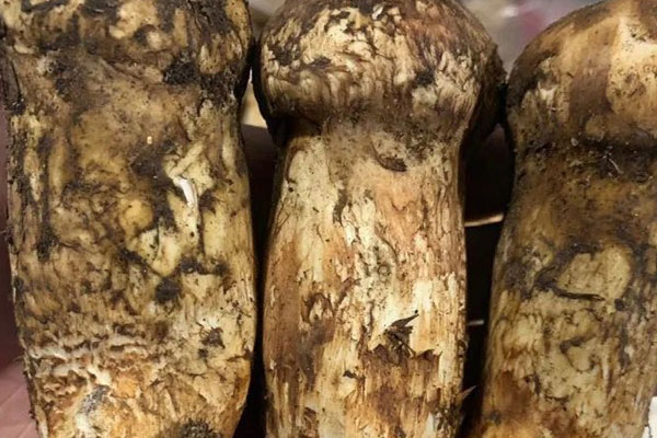 新鮮松茸怎么放入冰箱好 新鮮松茸怎么放入冰箱好