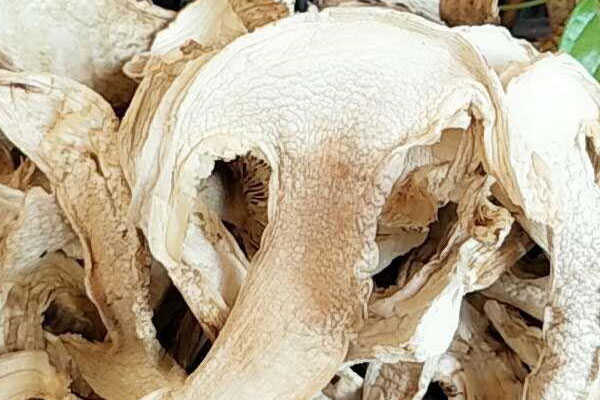 干松茸怎么放入冰箱好