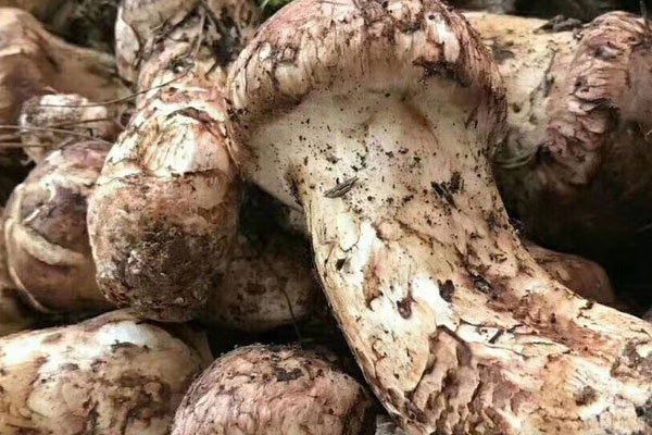 新鮮松茸什么季節(jié)采摘最好 新鮮松茸什么季節(jié)采摘最好