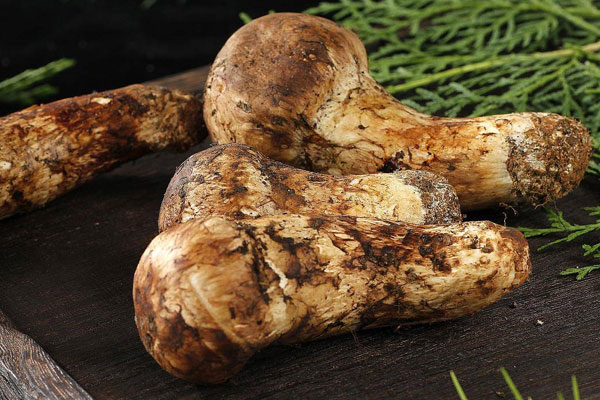 在北方四月份可以采到松茸嗎