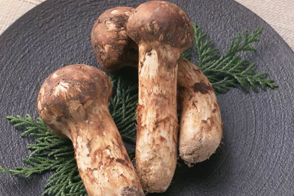 怎么分辨花松茸和松茸 怎么分辨花松茸和松茸