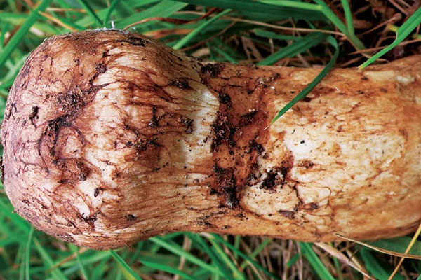 南方、北方出產(chǎn)的松茸有什么不同