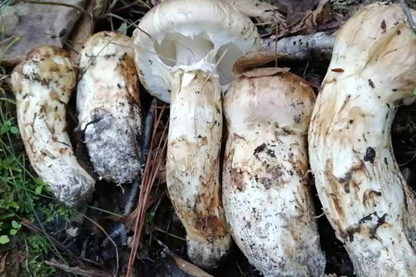 云南松茸好的原因 云南松茸好的原因