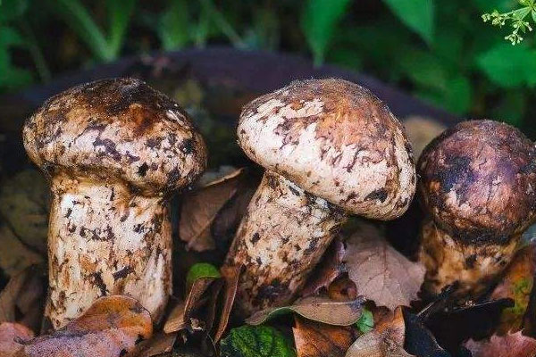 松露泡酒的好處