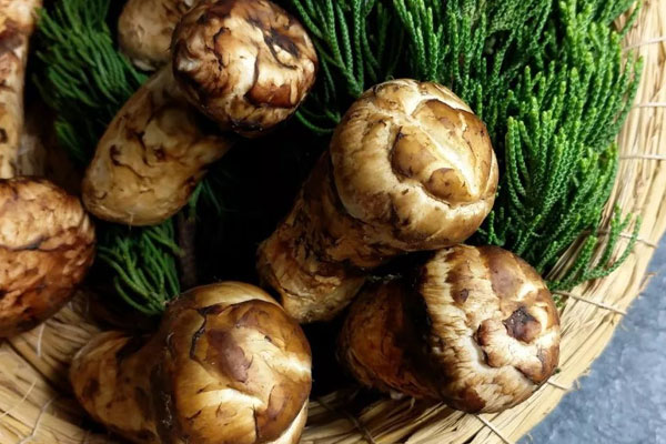 云南適合松茸的生長(zhǎng)嗎 云南適合松茸的生長(zhǎng)嗎