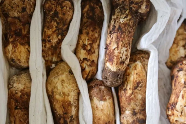松茸是熱性食材嗎
