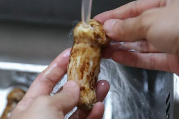 為什么松茸物以稀為貴