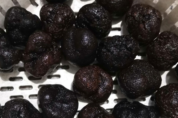 松露有幾個品種