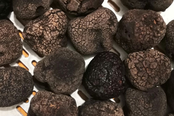 黑松露加熱烤了會有臭味嗎，黑松和黑松露有關系嗎